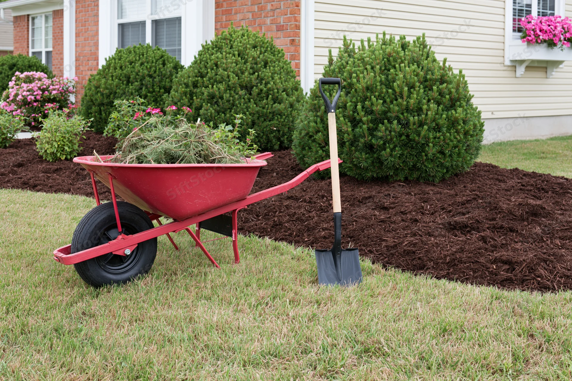 Red wheelbarrow filled with garden waste and shovel on lawn beside mulched shrubs in front yard