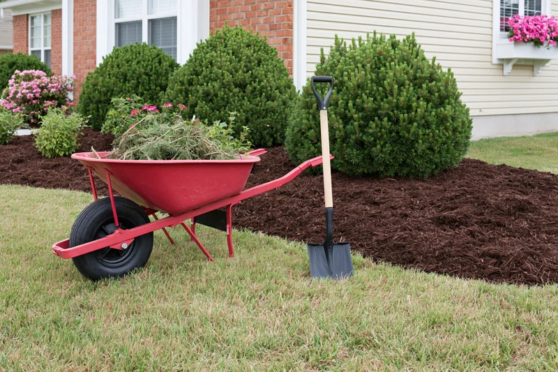 Red wheelbarrow filled with garden waste and shovel on lawn beside mulched shrubs in front yard