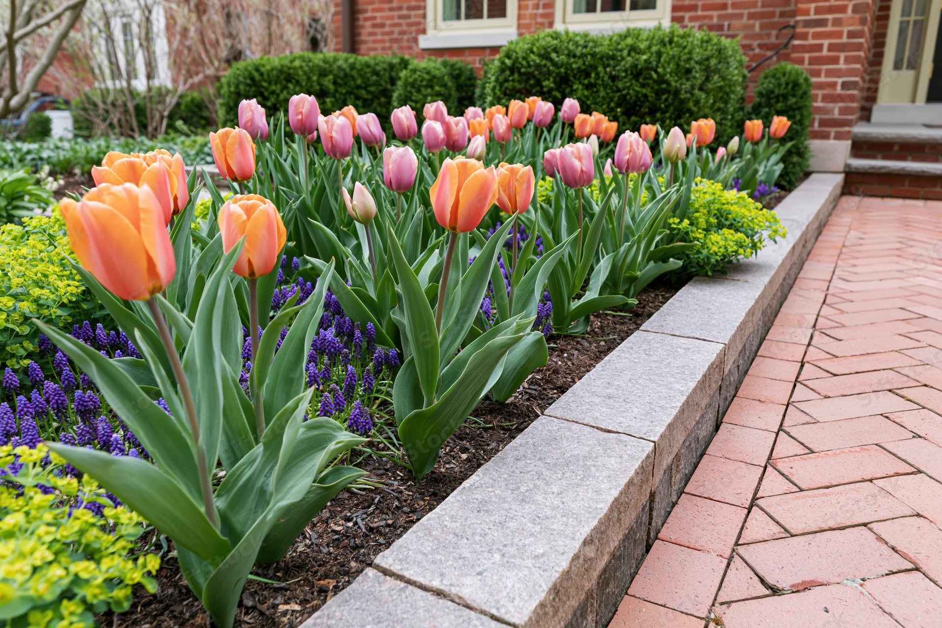 Spring tulips blooming in a raised stone border along a brick pathway in front of a residential house
