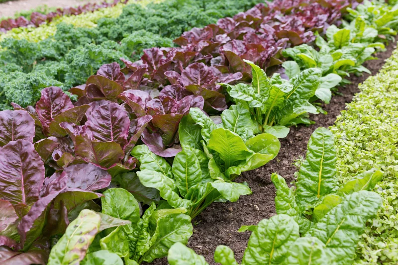 Rows of mixed leafy vegetables growing in a kitchen garden plot