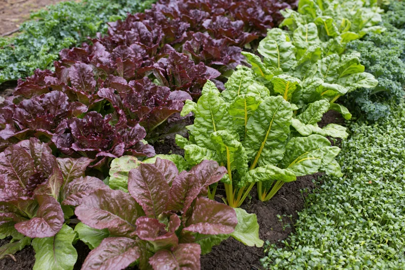 Rows of mixed leafy vegetables growing in a kitchen garden plot