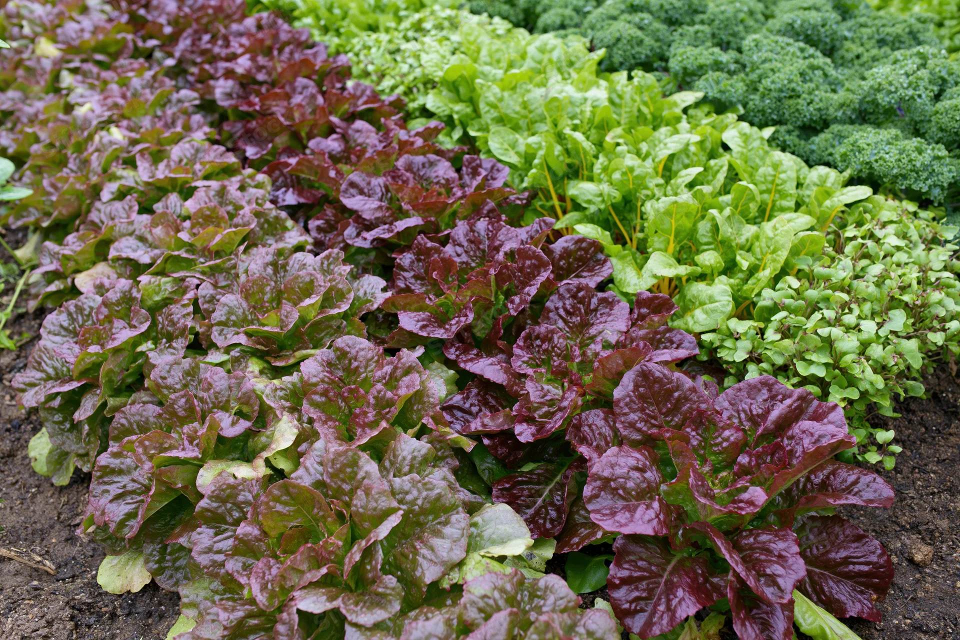 Rows of mixed leafy vegetables growing in a kitchen garden plot