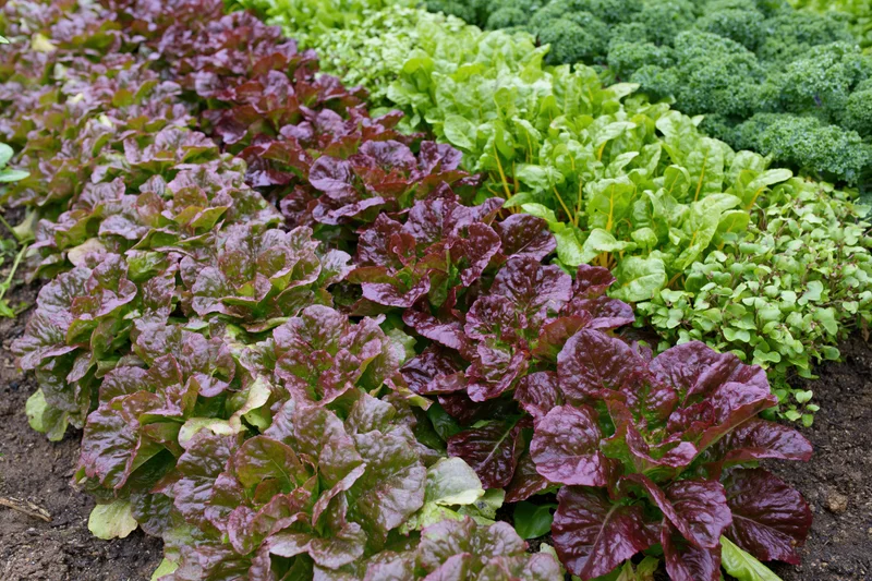 Rows of mixed leafy vegetables growing in a kitchen garden plot