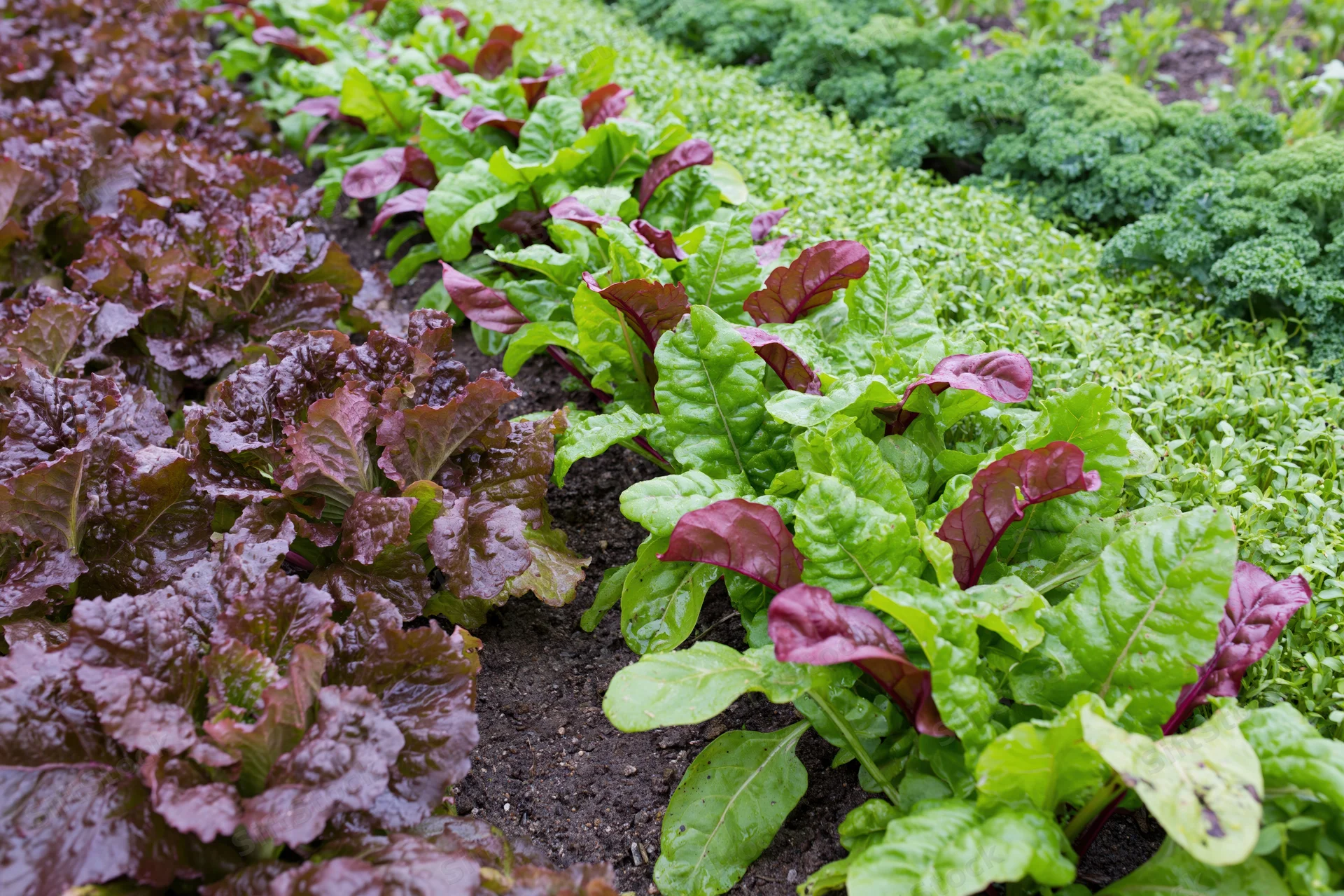 Rows of mixed leafy vegetables growing in a kitchen garden with dark soil and varied green and purple leaves