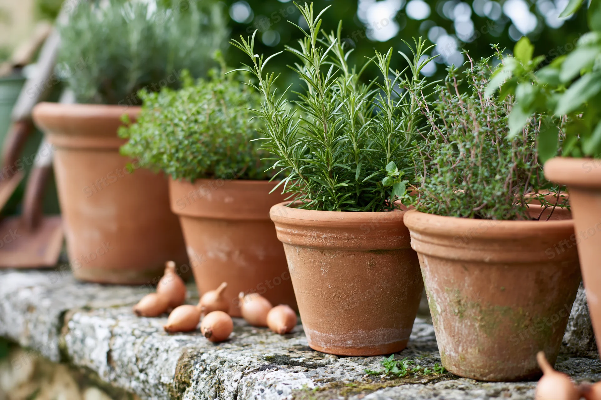 Terracotta pots with rosemary and thyme plants arranged on a stone ledge outdoors