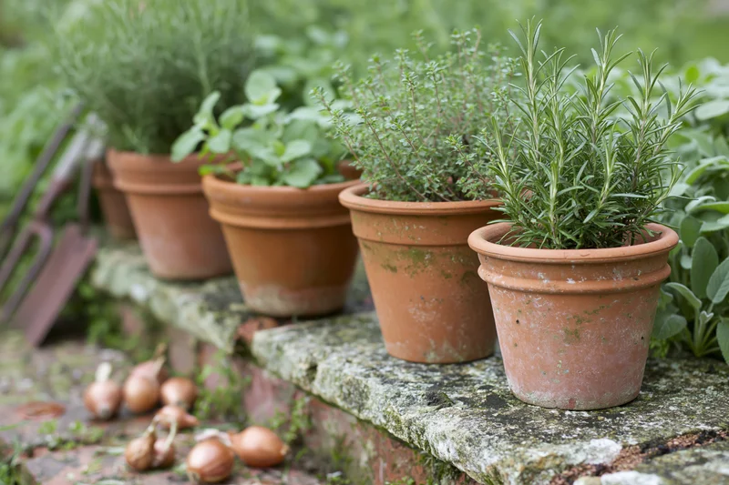 Terracotta pots with rosemary, thyme and other herbs arranged on a mossy stone shelf in a garden