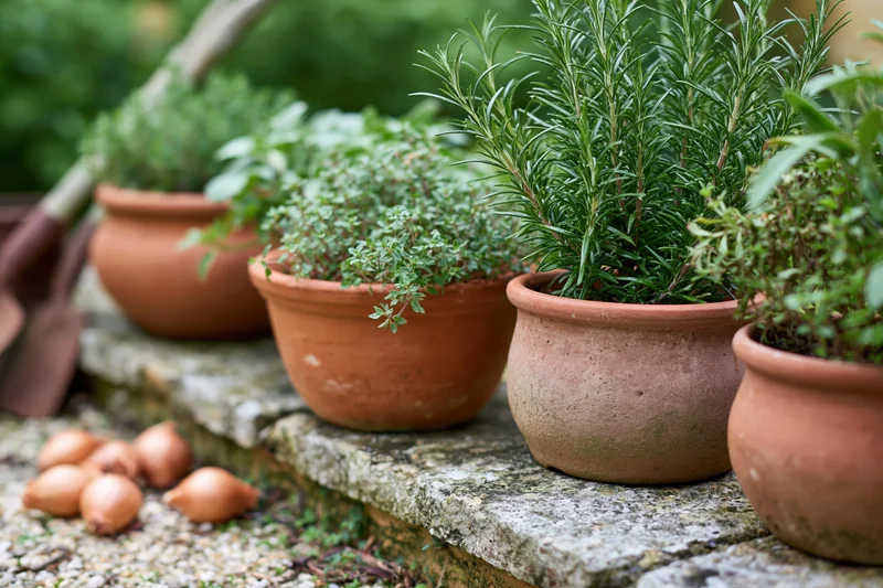 Terracotta pots with rosemary and thyme arranged on stone garden steps