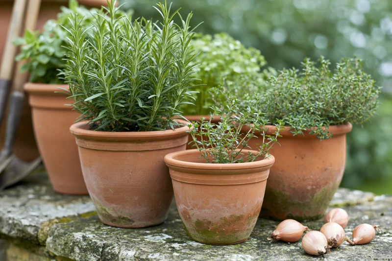 Terracotta pots with rosemary and thyme plants on a stone garden countertop