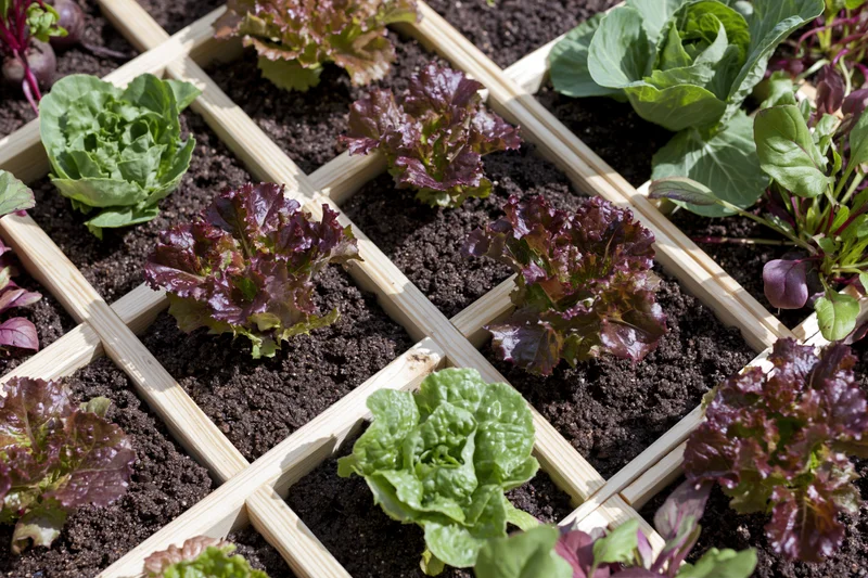 Square foot garden bed with wooden grid divider filled with lettuce and other leafy vegetables growing in soil