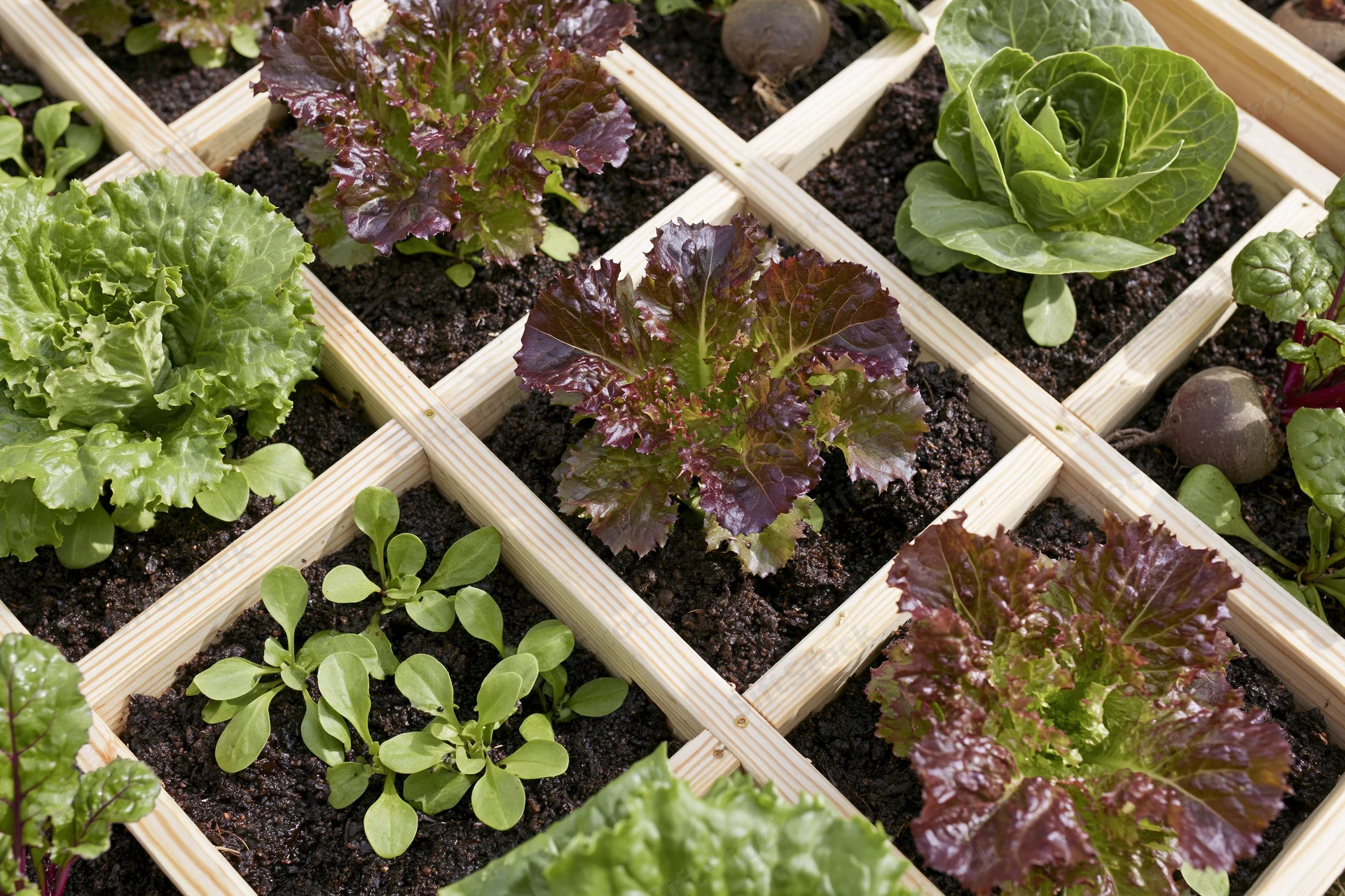 Square foot garden bed with wooden grid dividers growing various lettuce and leafy greens in rich soil