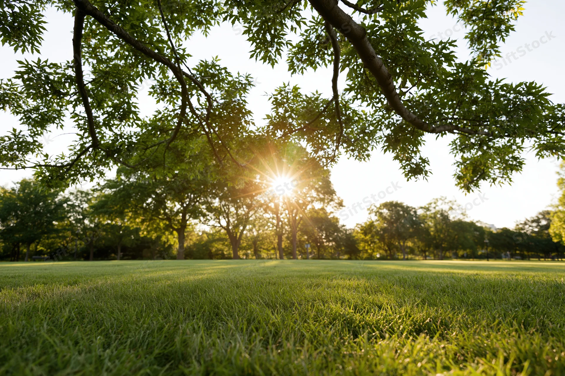 Sunlight bursting through overhanging tree canopy over a grassy park field