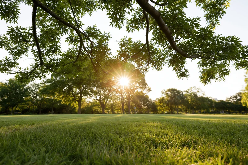 Sunlight bursting through overhanging tree canopy over a grassy park field
