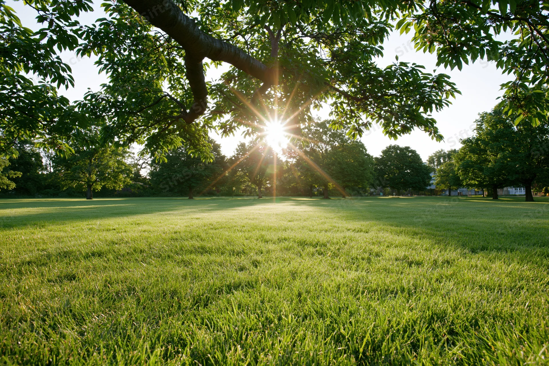 Sunlight bursting through tree canopy over a green grassy park field