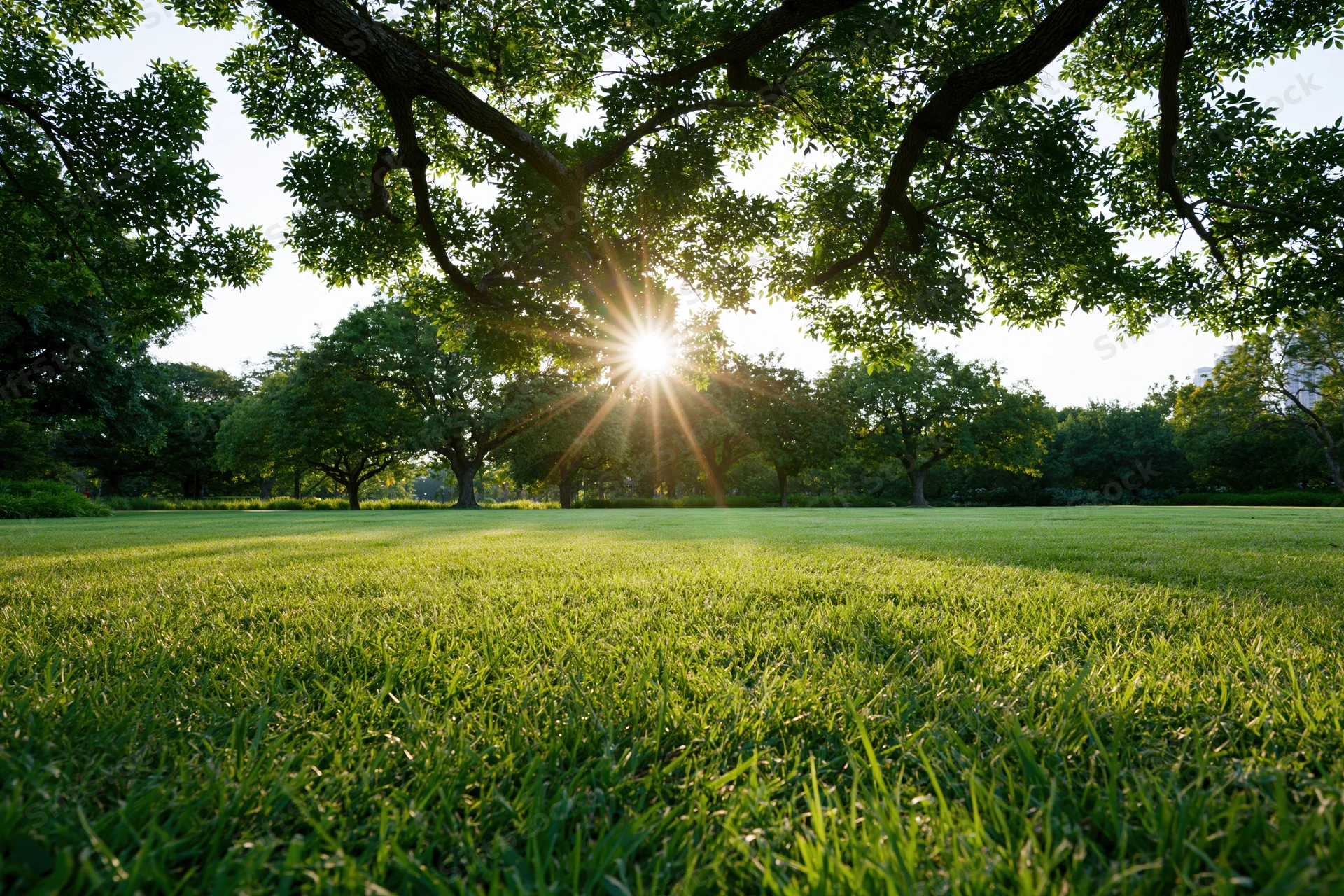 Sunlight bursting through tree canopy over a green grassy park field