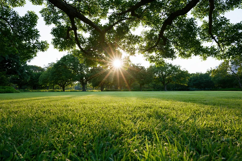 Sunlight bursting through tree canopy over a green grassy park field