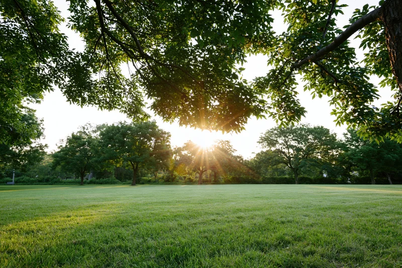 Sunlight bursting through overhanging tree canopy over a grassy park field