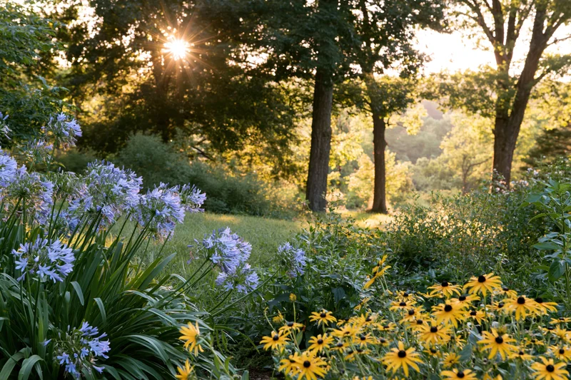 Sunlit garden clearing with blue agapanthus and yellow black-eyed susans among trees and greenery