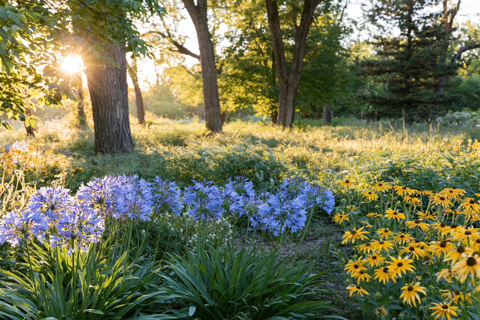 Blue agapanthus and yellow blackeyed susan blooming in a sunlit garden clearing surrounded by trees and greenery