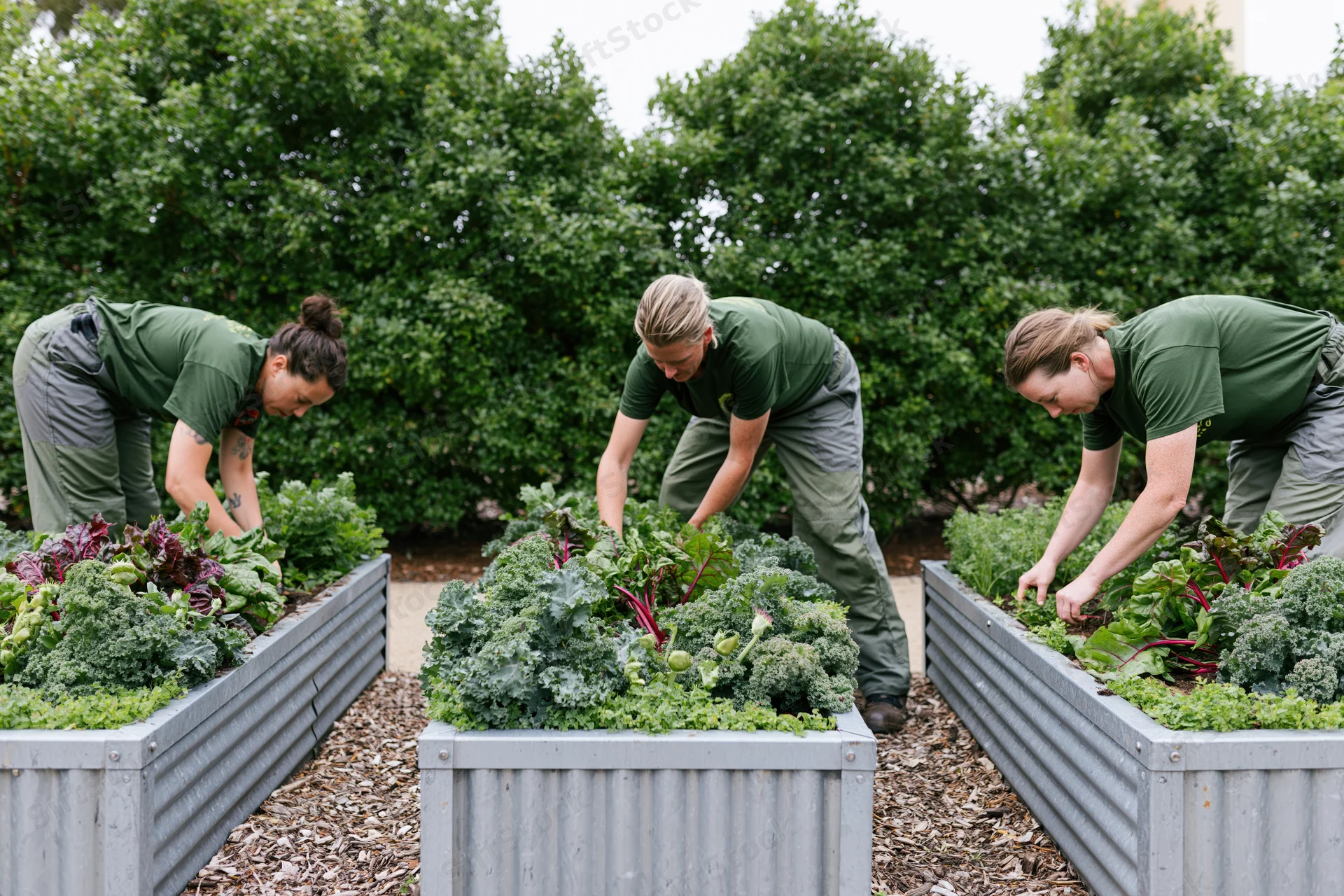 Three women tending separate raised metal garden beds filled with leafy greens in an outdoor community garden