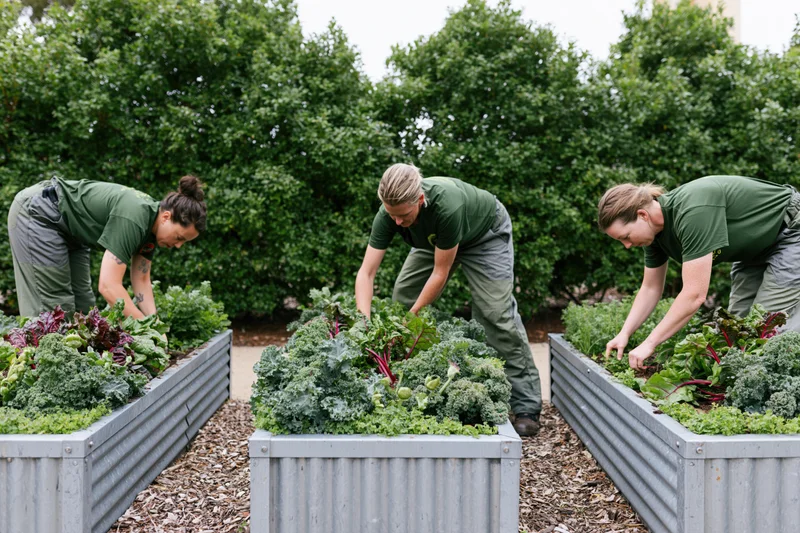 Three women tending separate raised metal garden beds filled with leafy greens in an outdoor community garden