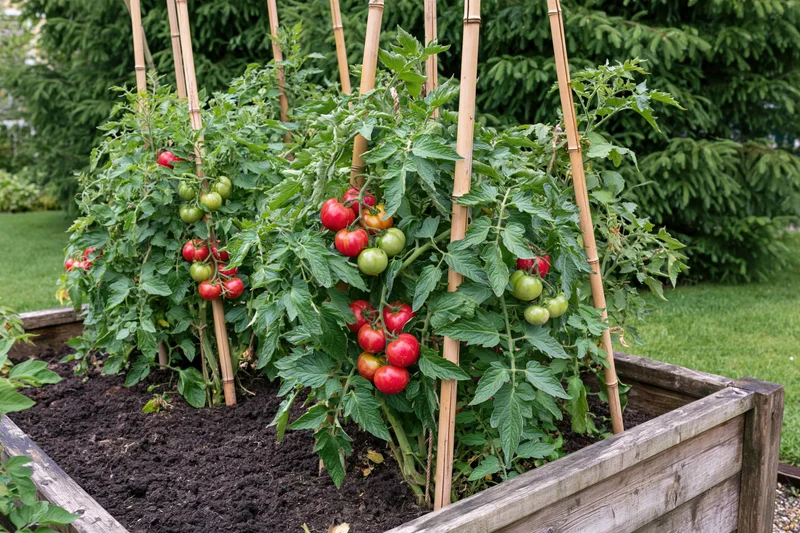 Tomato plants ripening on bamboo stakes in a wooden raised garden bed