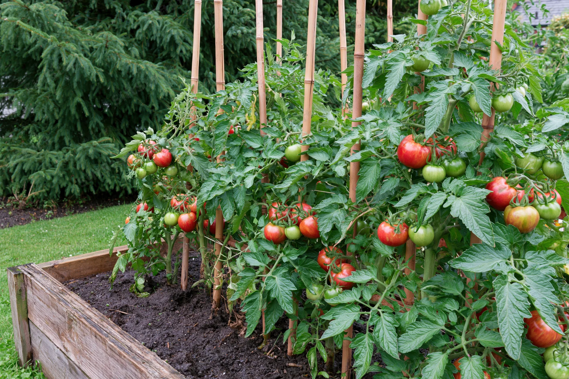 Tomato plants ripening on vines in a raised wooden garden bed supported by bamboo stakes