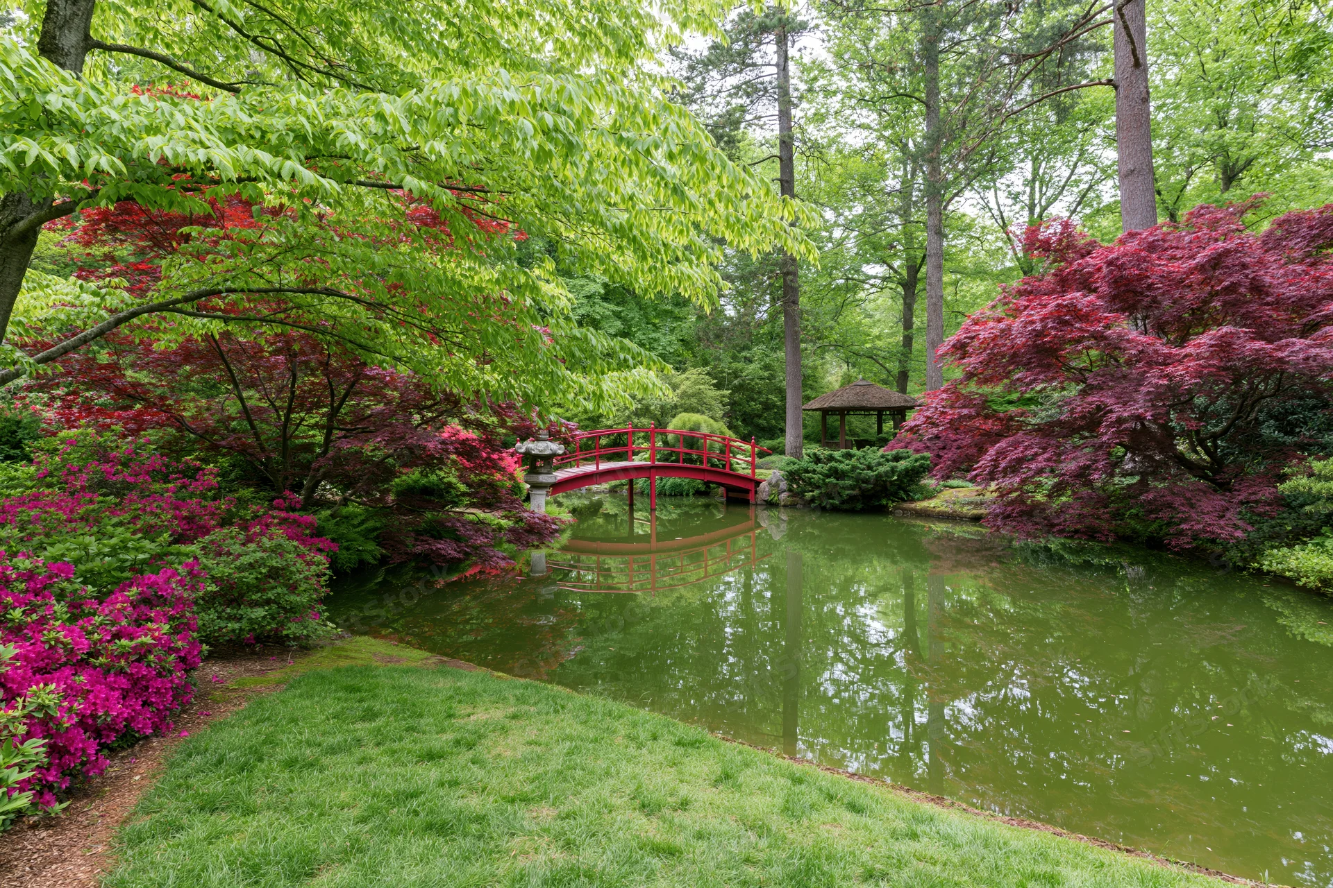 Traditional japanese garden with red bridge over small pond surrounded by blooming trees and greenery