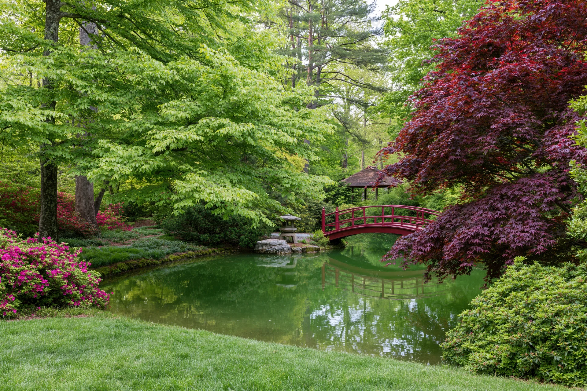 Traditional japanese garden in spring with small ornamental pond and red bridge surrounded by green trees and flowering shrubs