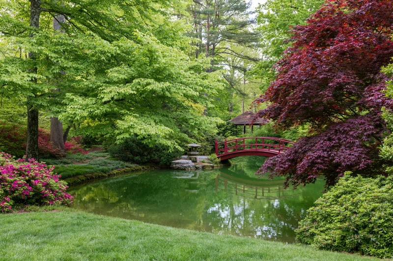 Traditional japanese garden in spring with small ornamental pond and red bridge surrounded by green trees and flowering shrubs