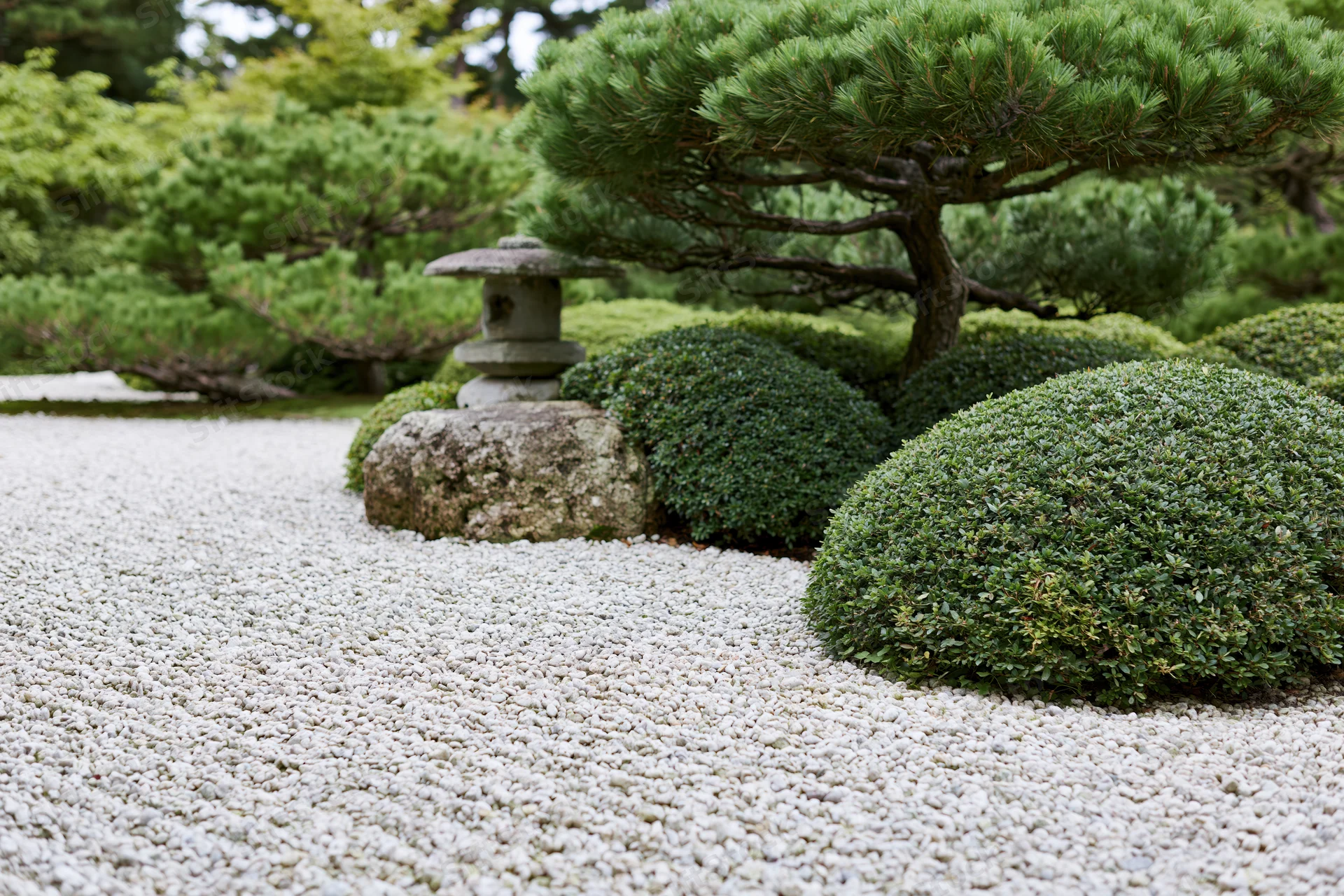Raked white gravel in a traditional japanese zen garden with stone lantern and pruned pine trees