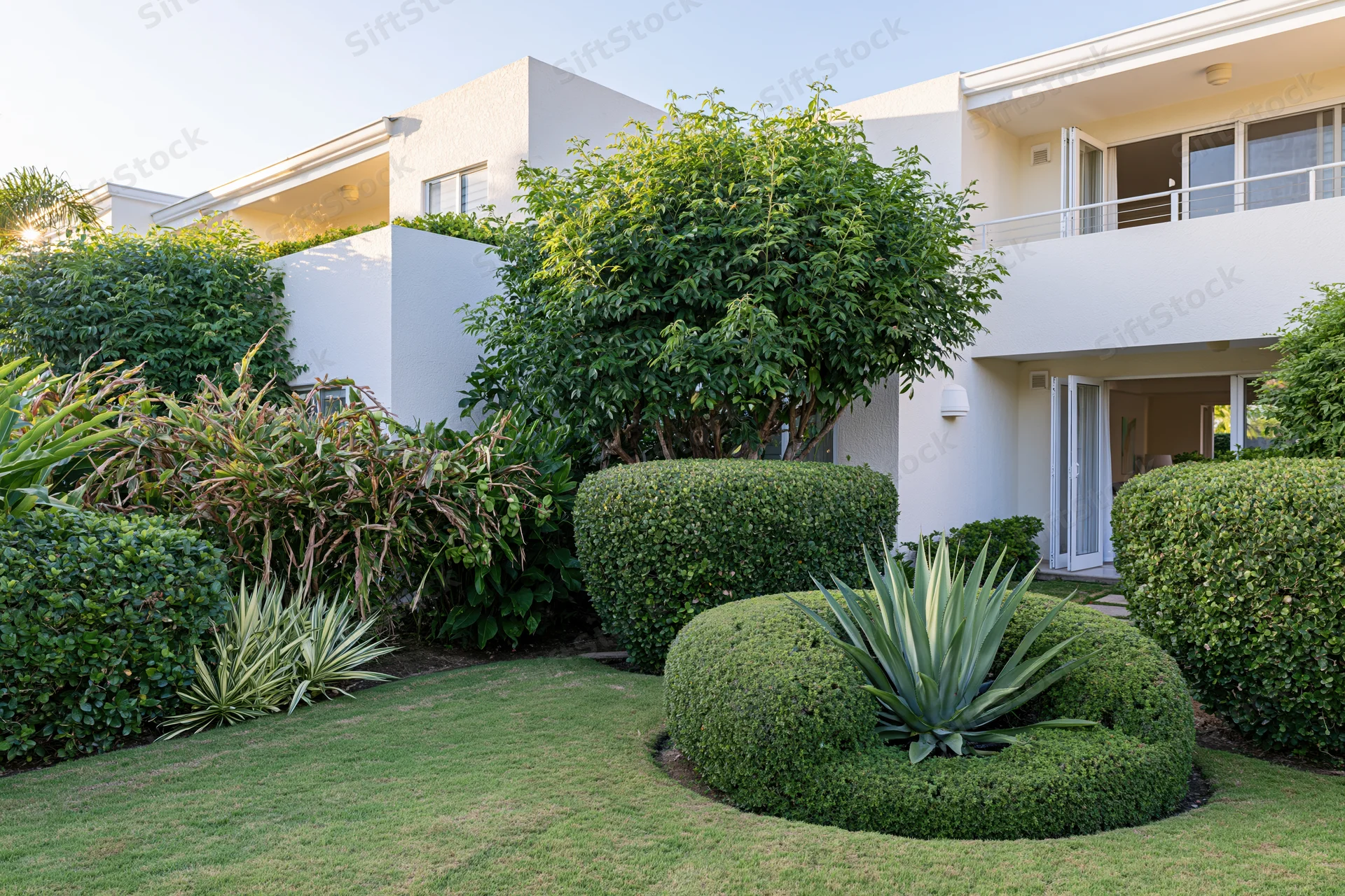 Tropical resort garden courtyard with manicured lawn and rounded hedges surrounding a modern white house exterior