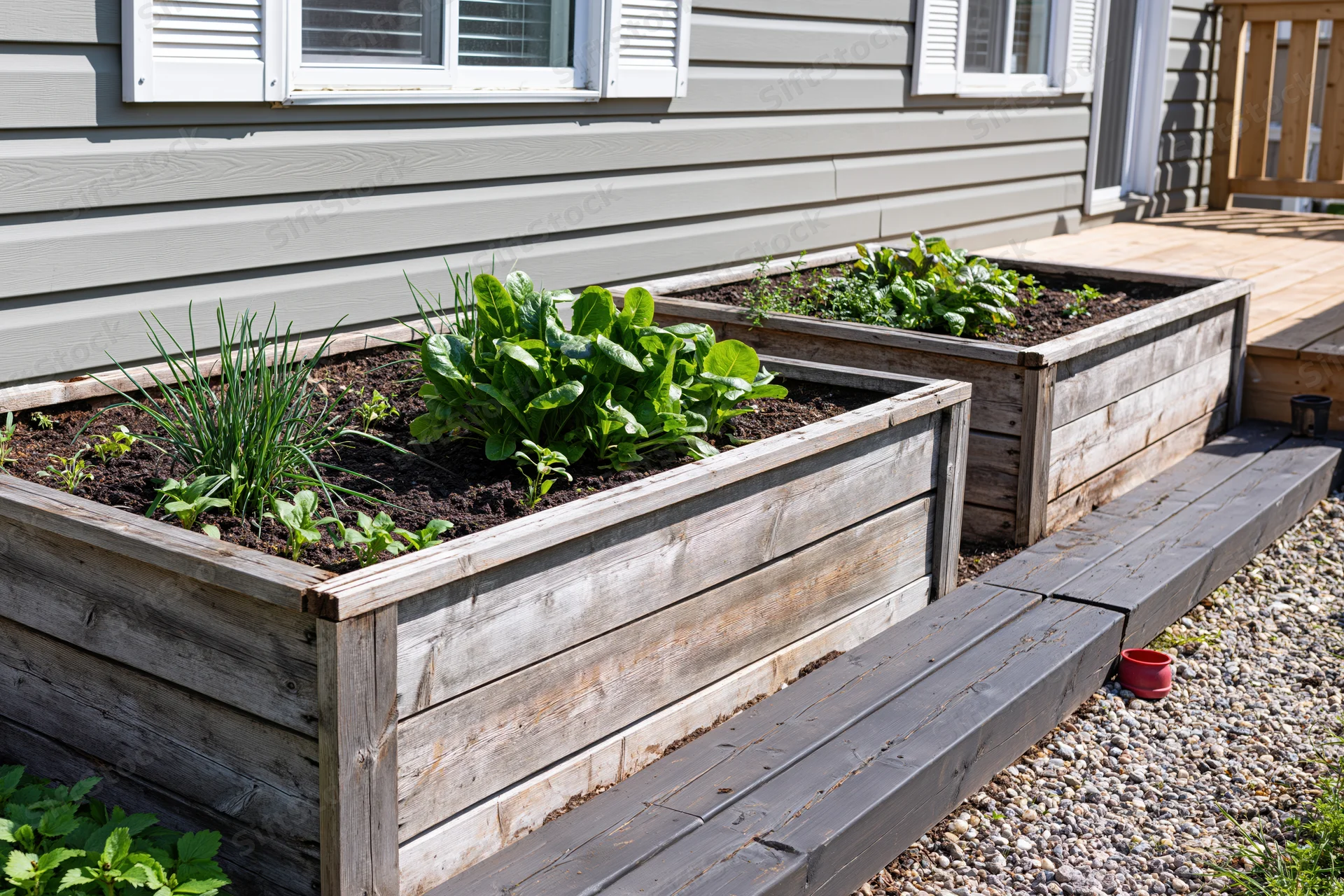 Two weathered wooden raised garden beds filled with leafy greens and herbs in a backyard setting