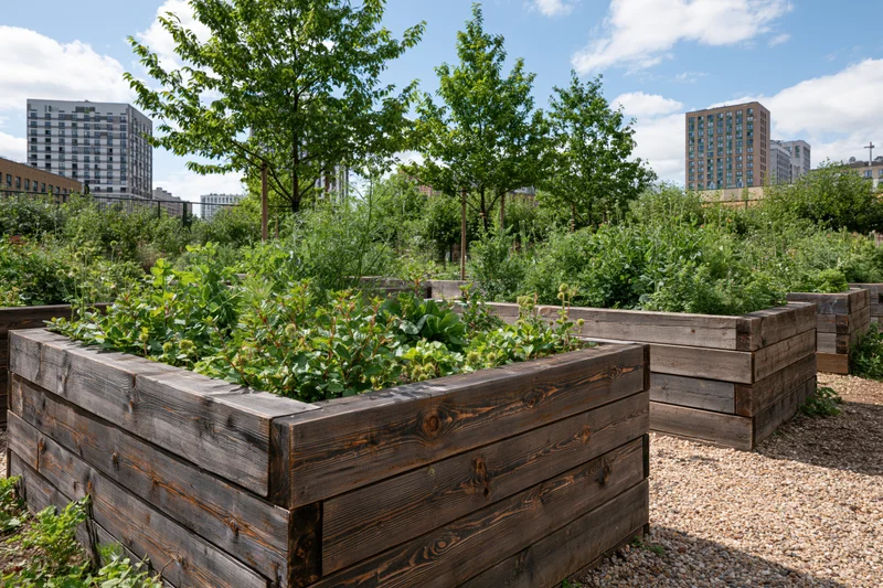 Weathered wooden raised beds filled with green plants in an urban community garden with city buildings in the background