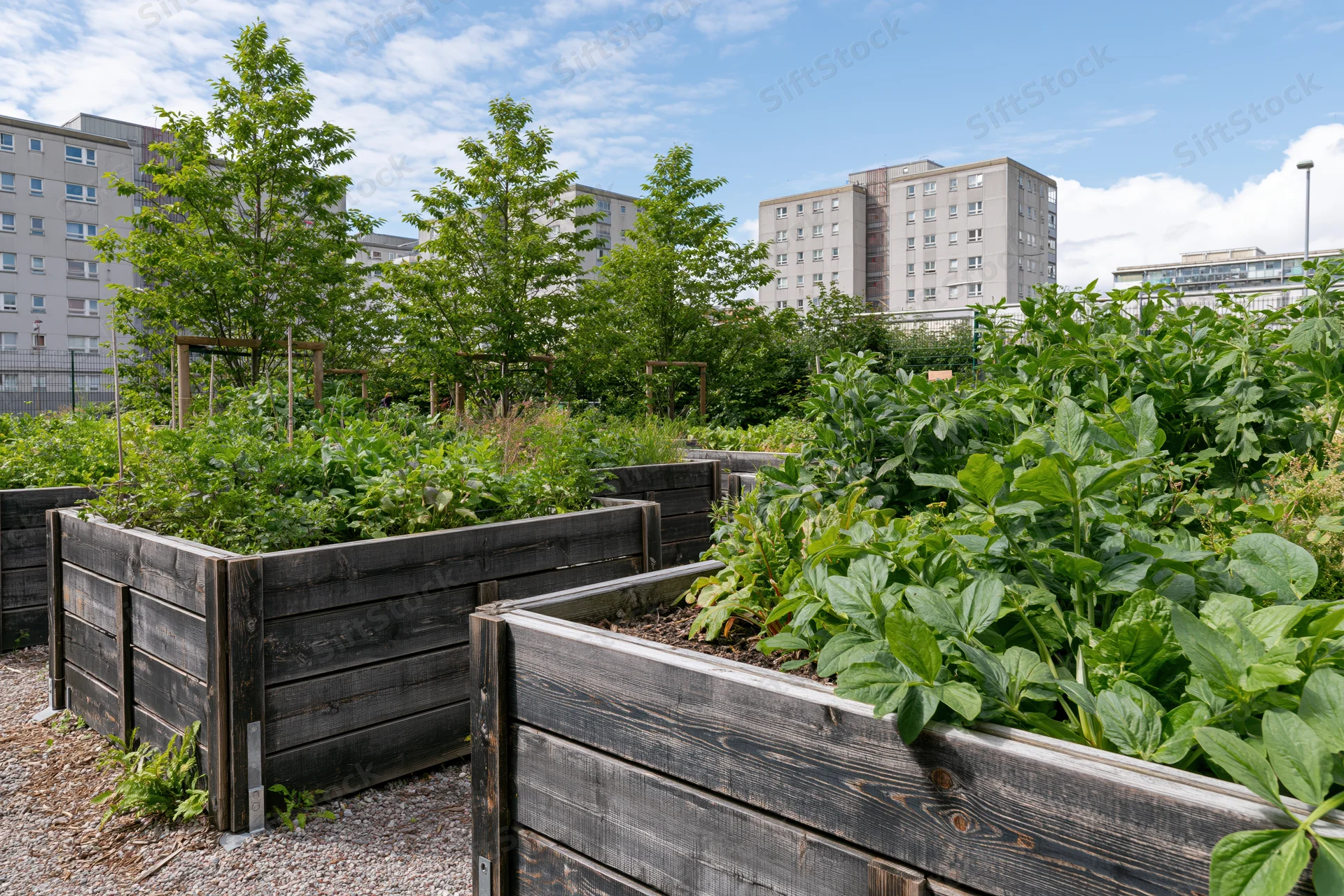 Weathered wooden raised beds filled with leafy green plants in an urban community garden with apartment buildings in the background