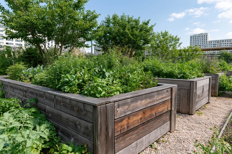 Weathered wooden raised beds filled with green plants in an urban community garden with city buildings in the background