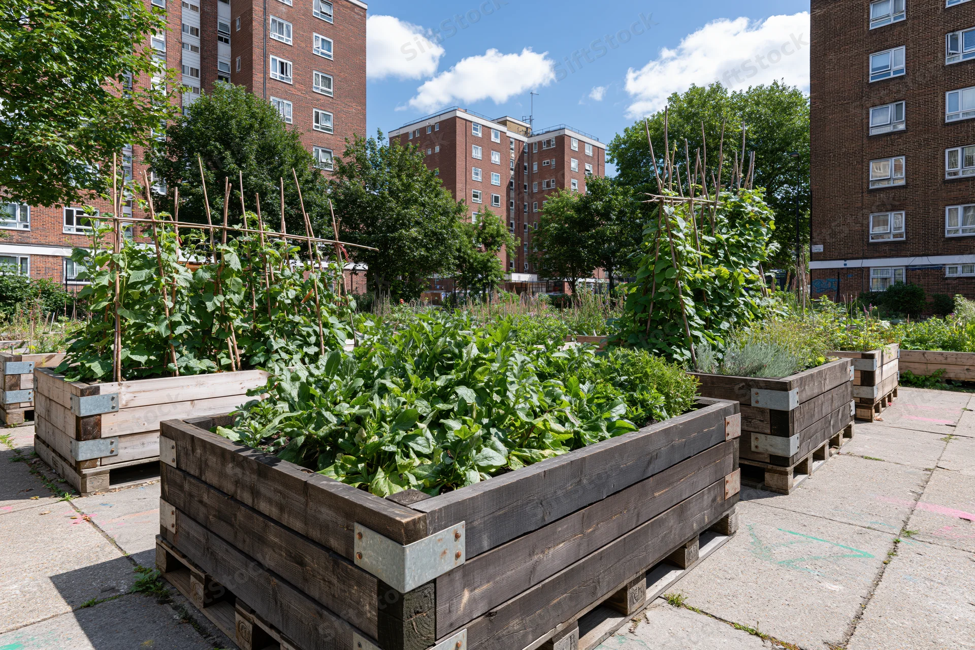 Wooden raised planter beds filled with leafy green vegetables in an urban garden surrounded by brick apartment buildings