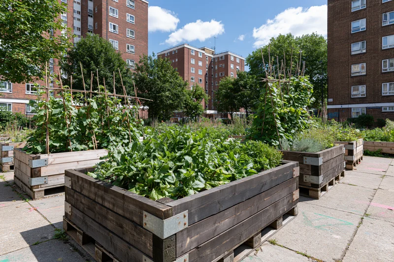 Wooden raised planter beds filled with leafy green vegetables in an urban garden surrounded by brick apartment buildings