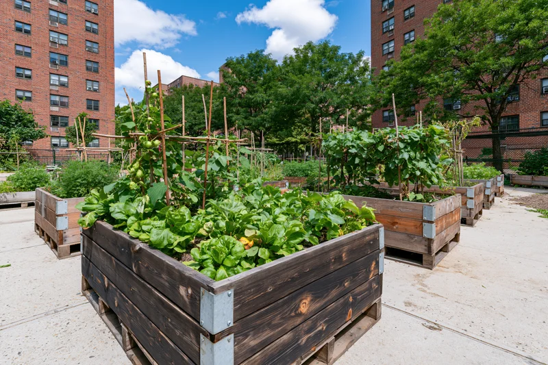 Wooden raised planter beds filled with leafy vegetables and tomato plants in an urban community garden surrounded by brick apartment buildings on a sunny day