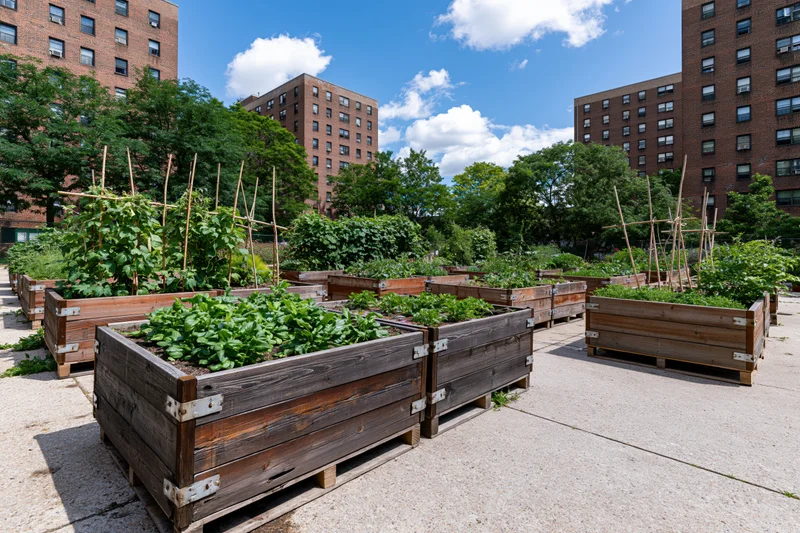 Wooden raised planter beds filled with green vegetables in an urban community garden surrounded by brick apartment buildings under a blue sky with clouds