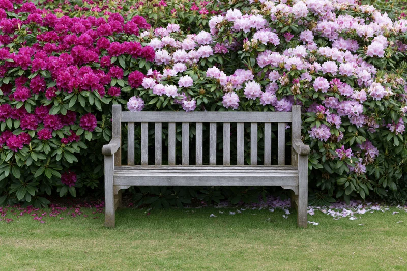 Weathered wooden bench in front of blooming rhododendron shrubs in a garden