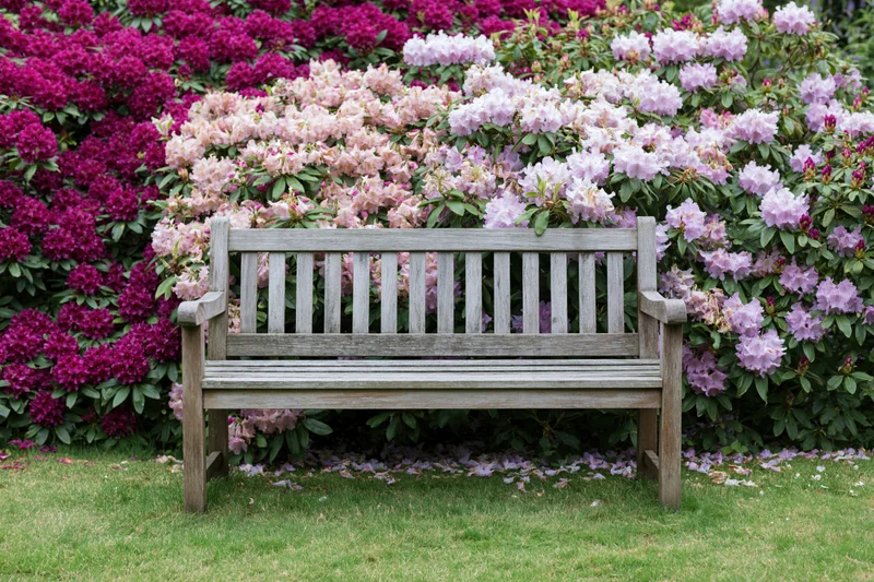 Weathered wooden bench in front of blooming rhododendron shrubs in a grassy garden