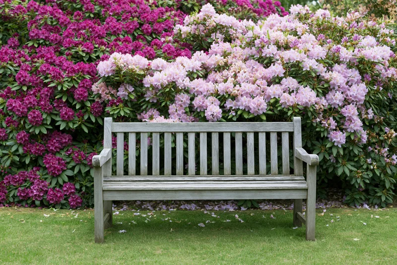 Weathered wooden bench in a garden surrounded by blooming rhododendrons on a lawn