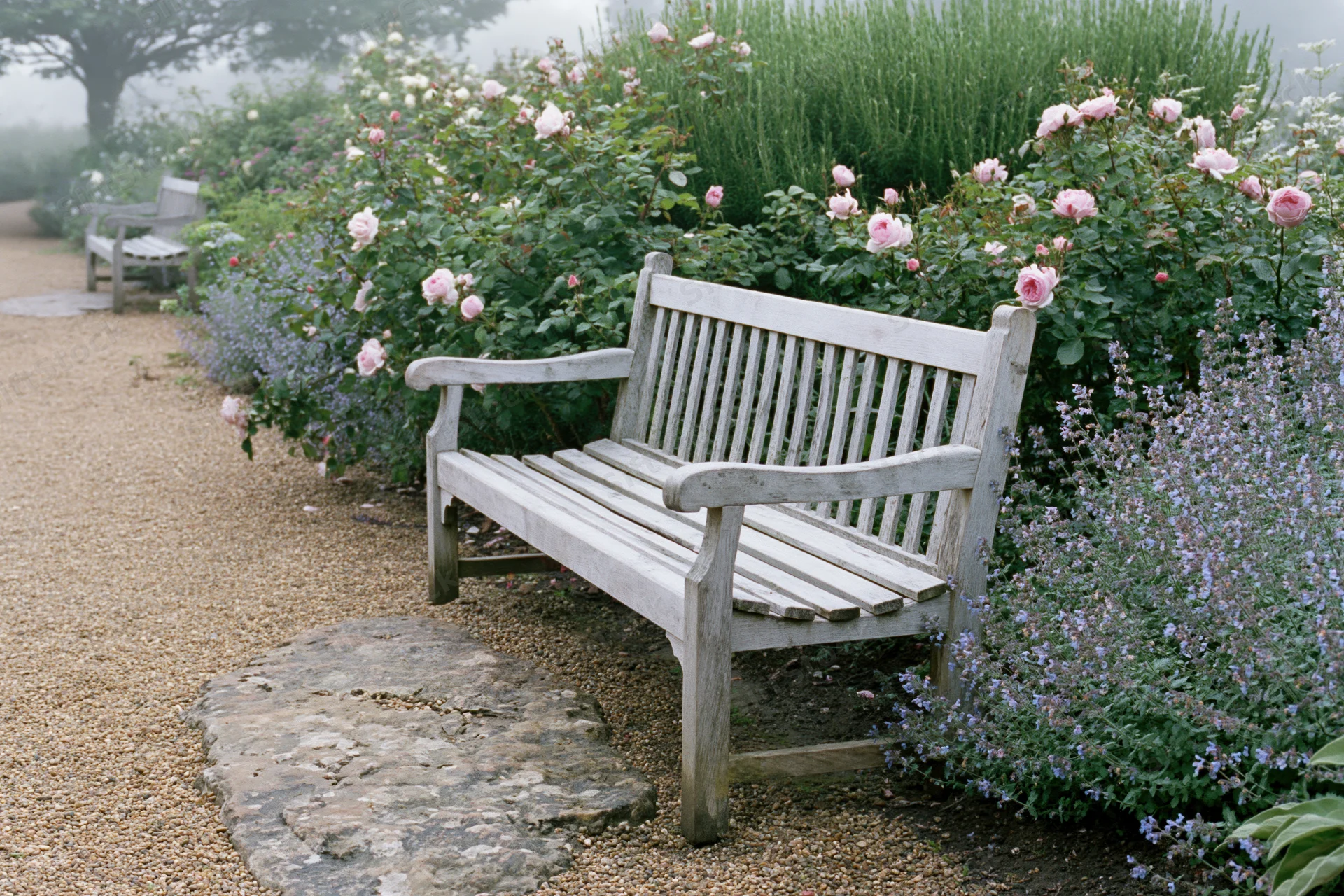 Weathered wooden bench on a gravel path surrounded by blooming roses and lavender in a garden