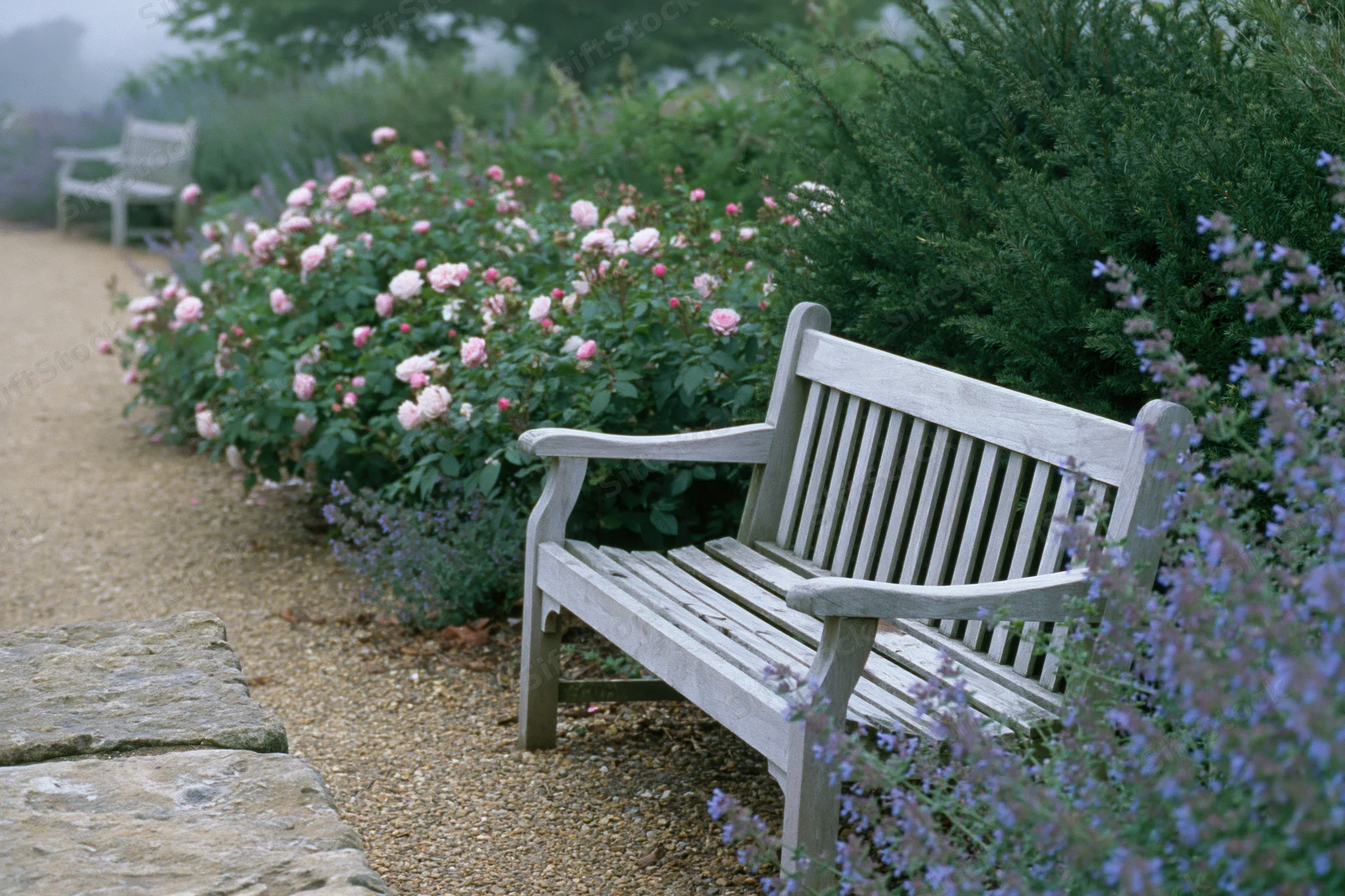 Weathered wooden bench on a gravel path surrounded by blooming roses and lavender in a garden