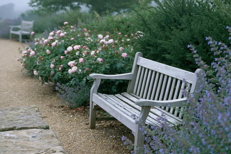 Weathered wooden bench on a gravel path surrounded by blooming roses and lavender in a garden