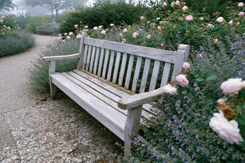 Weathered wooden bench on a gravel path surrounded by blooming roses and lavender in a garden