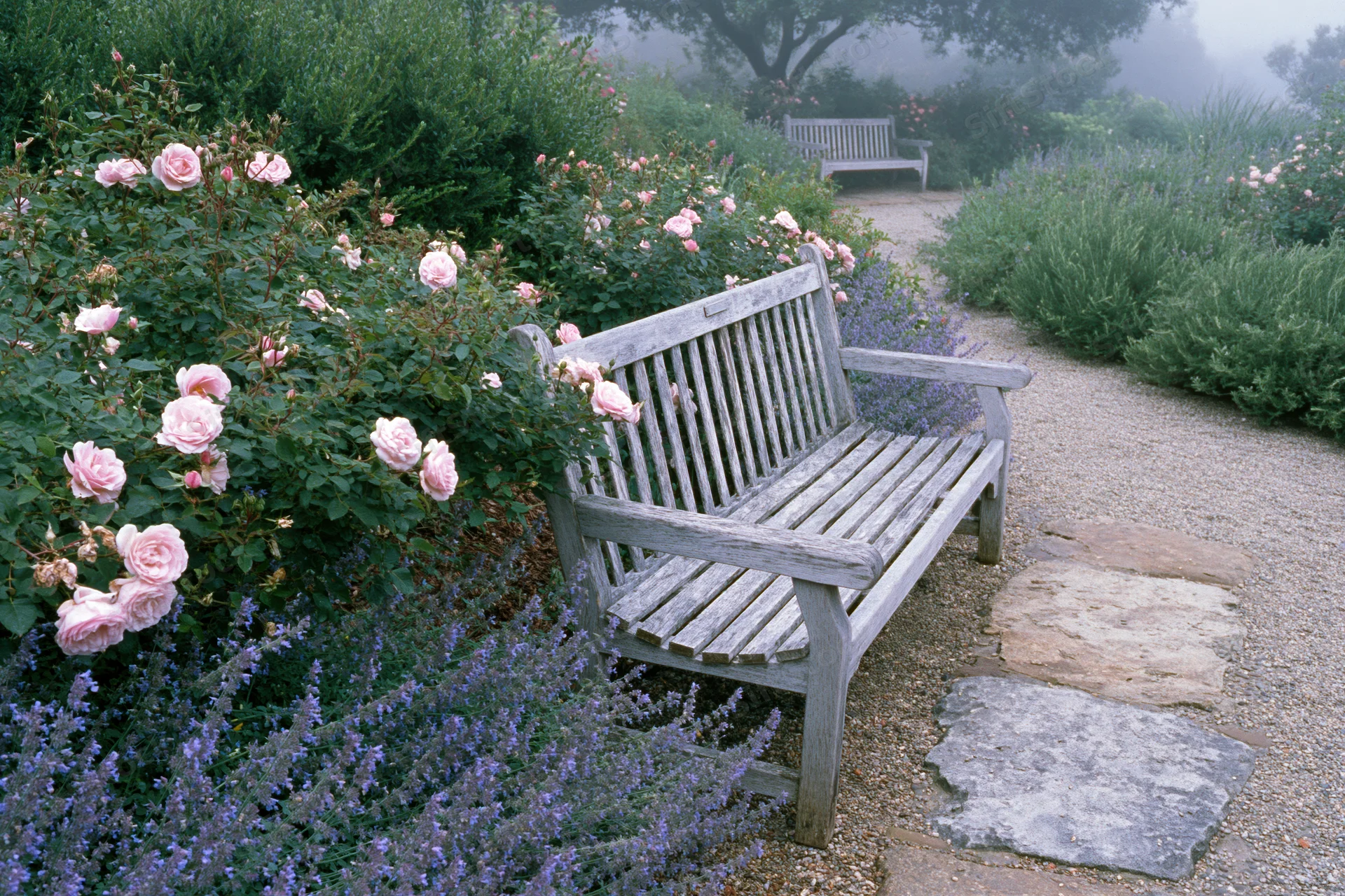 Weathered wooden bench on a gravel path surrounded by blooming pink roses and purple lavender in a garden