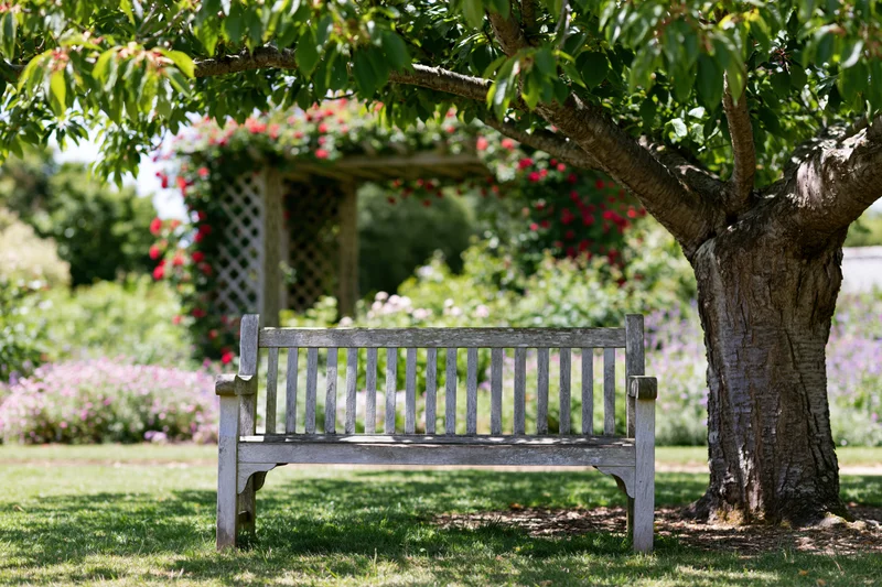 Weathered wooden bench under a tree in a garden with flowers and a pergola in the background