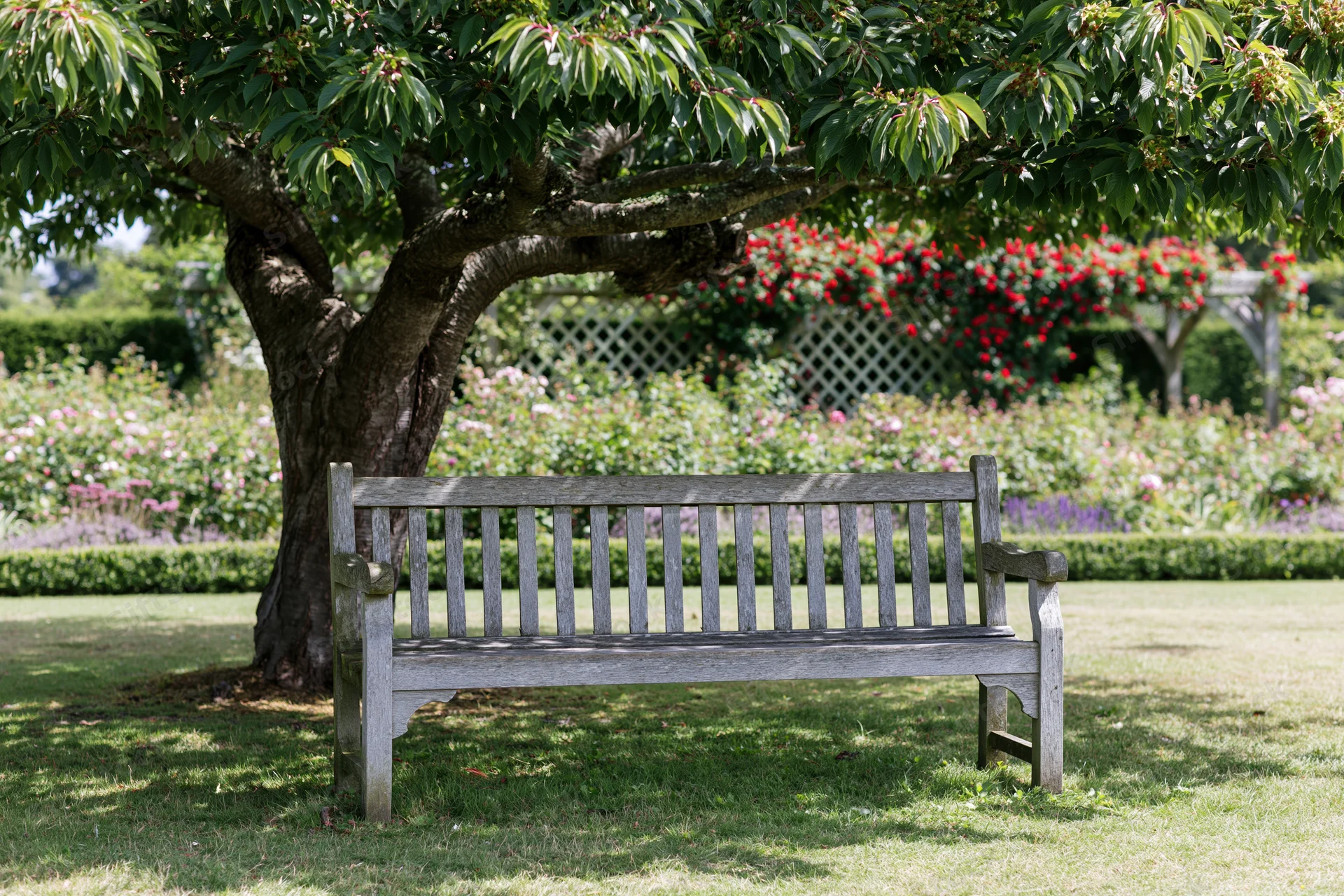 Weathered wooden bench under a tree in a garden with flowers and greenery