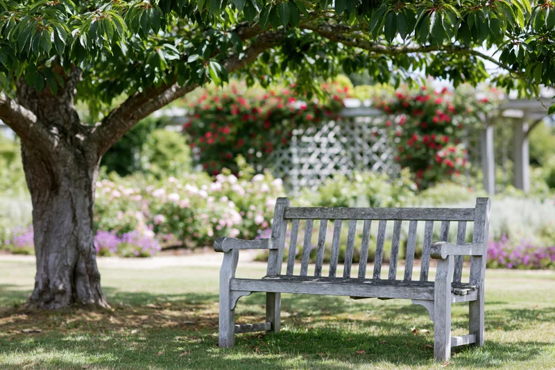 Weathered wooden bench under a tree in a garden with blooming flowers and greenery